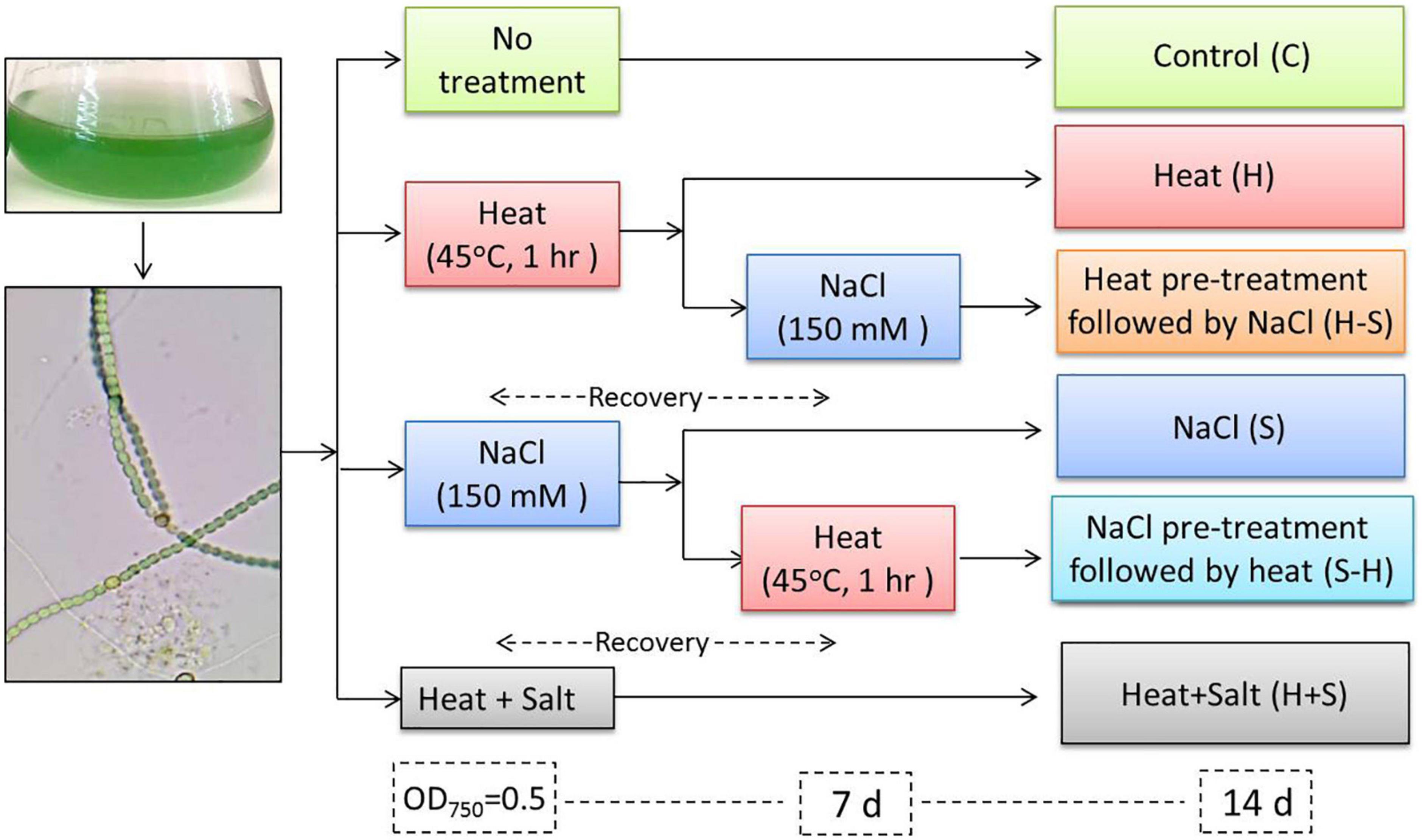 Salinity pretreatment synergies heat shock toxicity in cyanobacterium Anabaena PCC7120